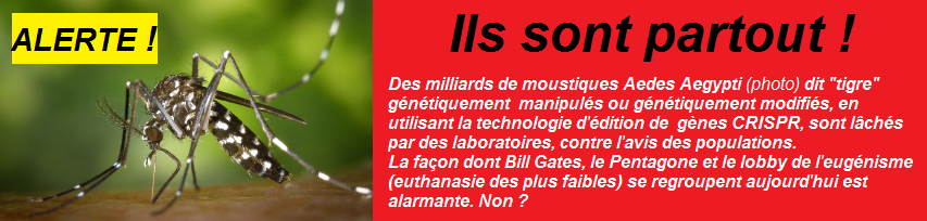 Ils sont partout, moustique tigre, laboratoires, alerte, FIL-INFO-FRANCE