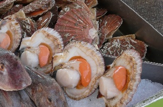 La vente de coquilles St Jacques aura encore un grand succs